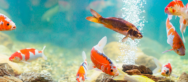 Comment donner des aiments à des poissons en aquarium ?